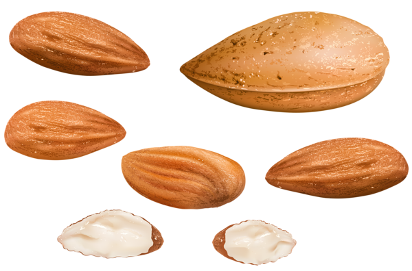 This png image - Almonds PNG Clipart Image, is available for free download
