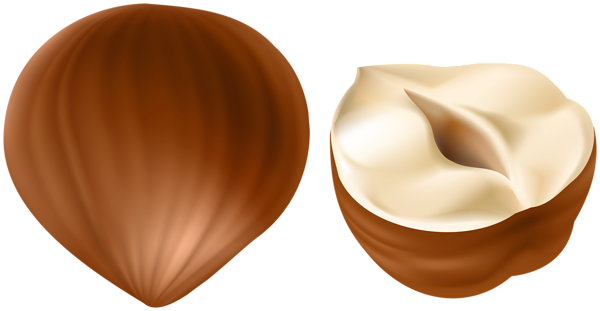 This png image - Hazelnut PNG Clipart, is available for free download