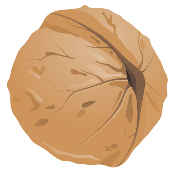 This png image - Walnut PNG Clipart Image, is available for free download