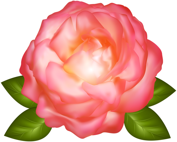 rose clip art transparent background - photo #32
