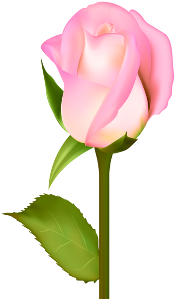rose clip art transparent background - photo #49