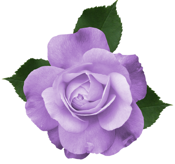This png image - Beautiful Transparent Lilac Rose PNG Picture, is available for free download