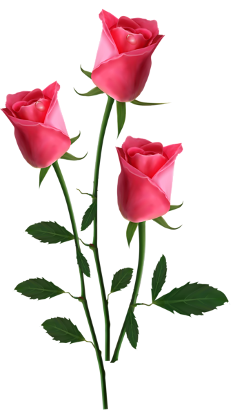 Beautiful Transparent Pink Roses PNG Clipart Picture