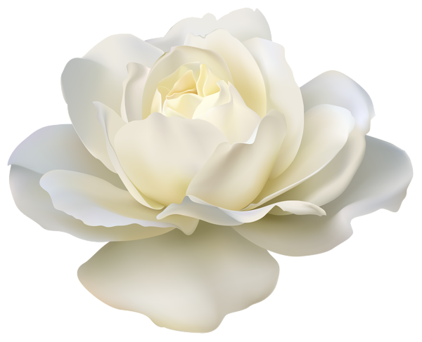 This png image - Beautiful White Rose PNG Image, is available for free download