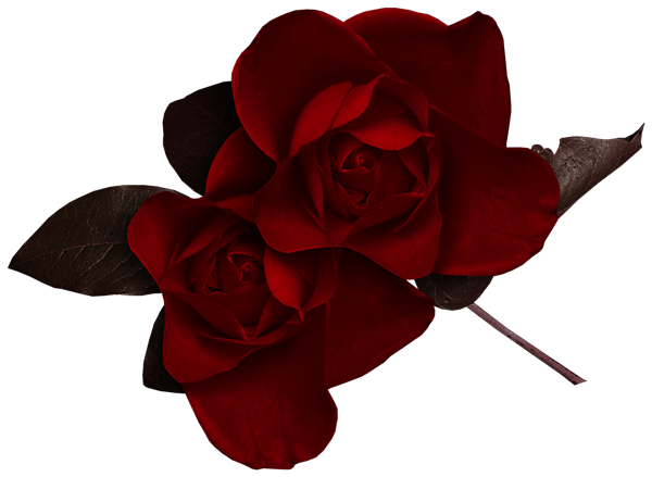 This png image - Dark Red Rose Clipart, is available for free download