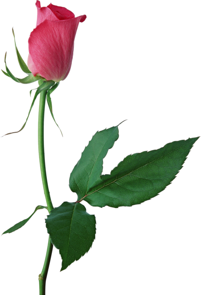 This png image - Large Pink Rose Bud PNG Clipart, is available for free download