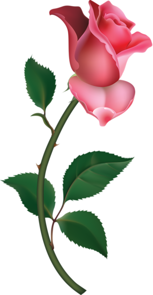 This png image - Large Pink Rose Bud Painting PNG Clipart, is available for free download