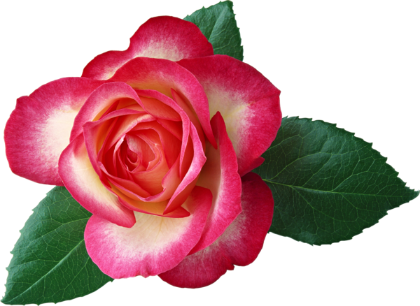 This png image - Large Rose Clipart Picture, is available for free download