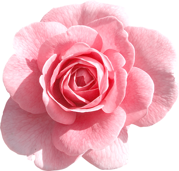 This png image - Light Pink Rose PNG Clipart, is available for free download