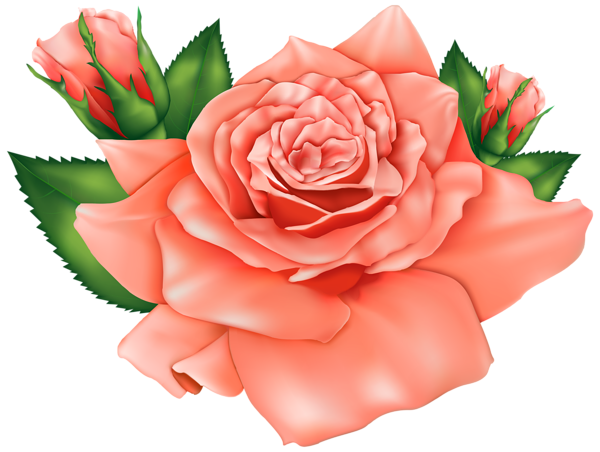 This png image - Orange Roses PNG Clipart Image, is available for free download