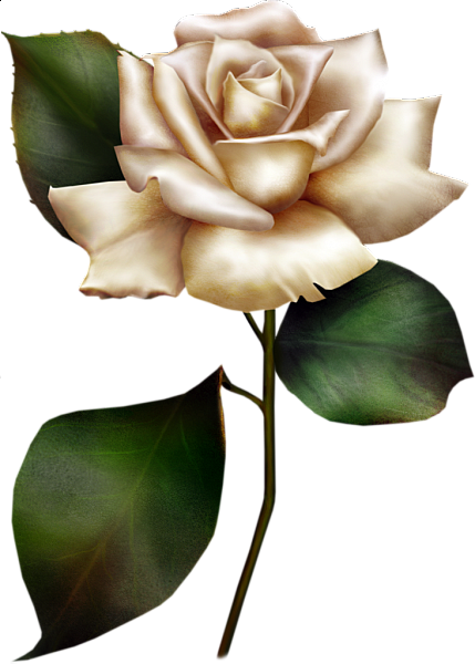 This png image - Painted White Rose Clipart, is available for free download