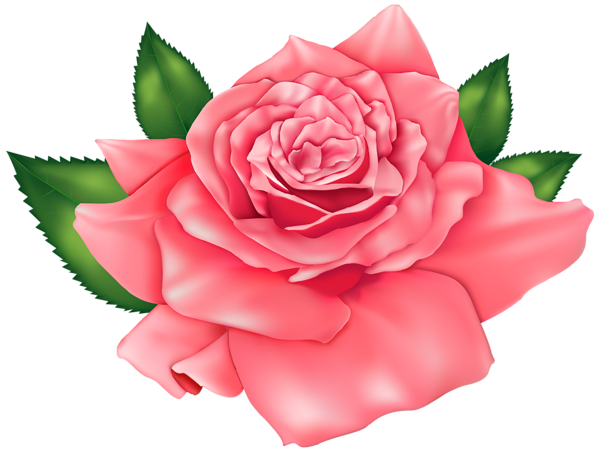 This png image - Pink Beautiful Rose PNG Clipart Image, is available for free download