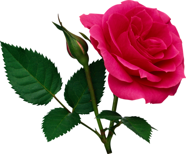 This png image - Pink Large Rose and Rose Bud PNG Clipart, is available for free download