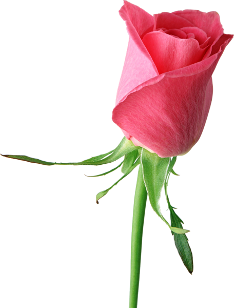This png image - Pink Rose Large PNG Clipart, is available for free download