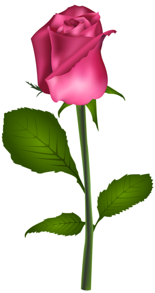 This png image - Pink Rose Transparent Clip Art Image, is available for free download