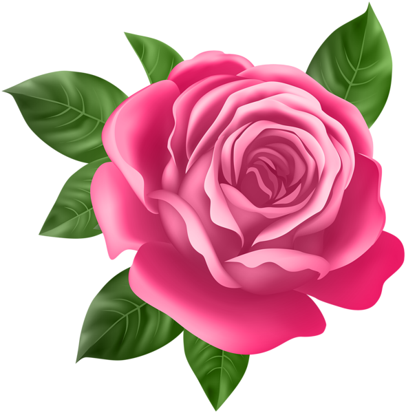 This png image - Pink Rose Transparent PNG Clip Art, is available for free download