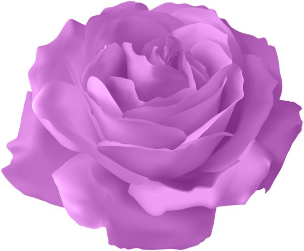 Purple Rose Transparent PNG Clip Art Image | Gallery Yopriceville