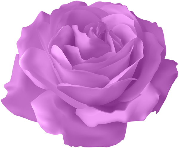 This png image - Purple Rose Transparent PNG Clip Art Image, is available for free download