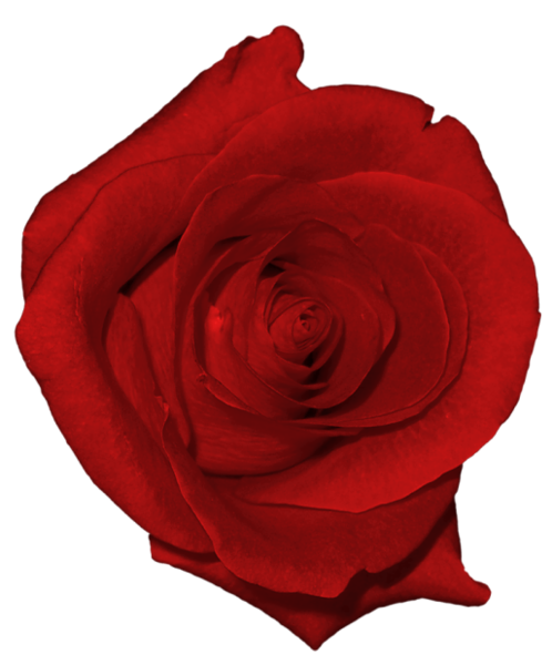 This png image - Real Red Rose PNG Picture, is available for free download