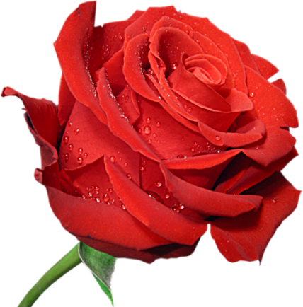 Red_Large_Rose_Clipart_PNG_Picture.png