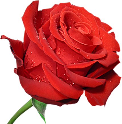 This png image - Red Large Rose Clipart PNG Picture, is available for free download