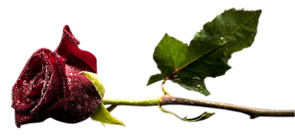 This png image - Red Rose Bud with Dew PNG Clipart, is available for free download