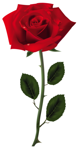 This png image - Red Rose PNG Art Picture, is available for free download
