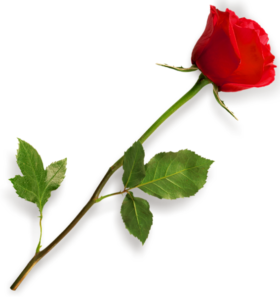This png image - Red Rose PNG Clipart Picture, is available for free download