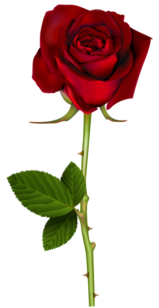 This png image - Red Rose PNG Transparent Image, is available for free download