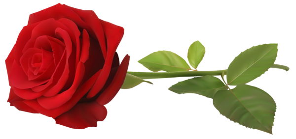 rose clip art transparent background - photo #50