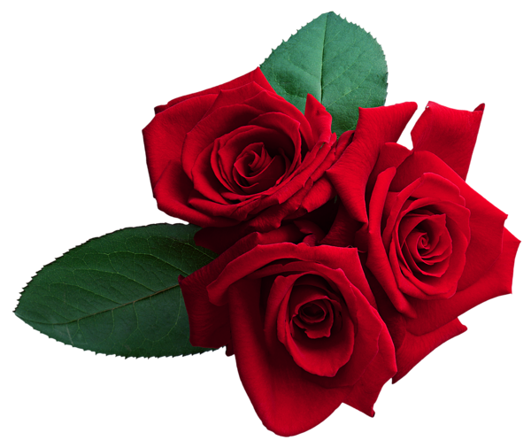 This png image - Red Roses PNG Clipart Image, is available for free download