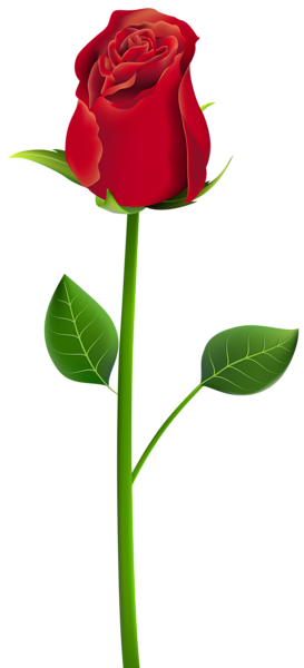 This png image - Rose PNG Clip Art Transparent Image, is available for free download