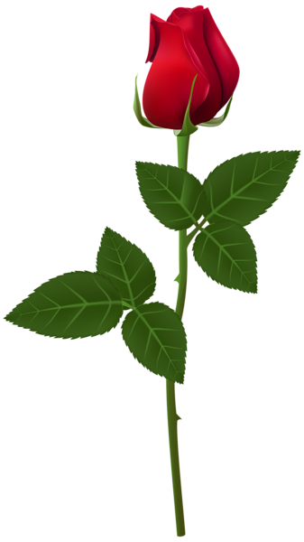 This png image - Rose PNG Transparent Clip Art Image, is available for free download