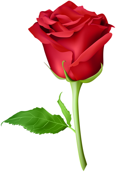 This png image - Rose Red Transparent PNG Clip Art Image, is available for free download