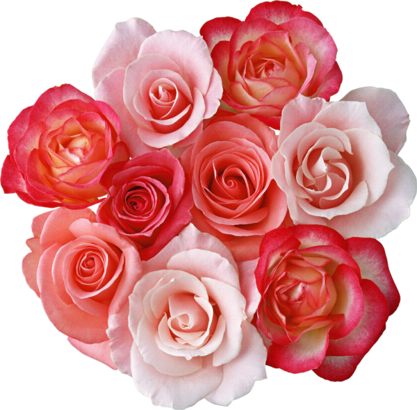 Roses Bouquet Clipart | Gallery Yopriceville - High-Quality Images and