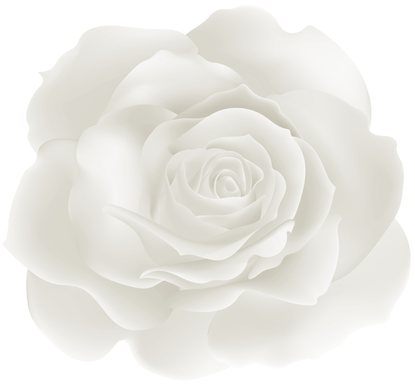 This png image - Soft Rose White PNG Clipart, is available for free download
