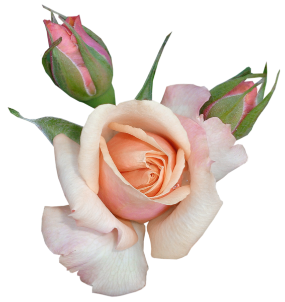 This png image - Transparent Beautiful Rose with Buds PNG Picture, is available for free download
