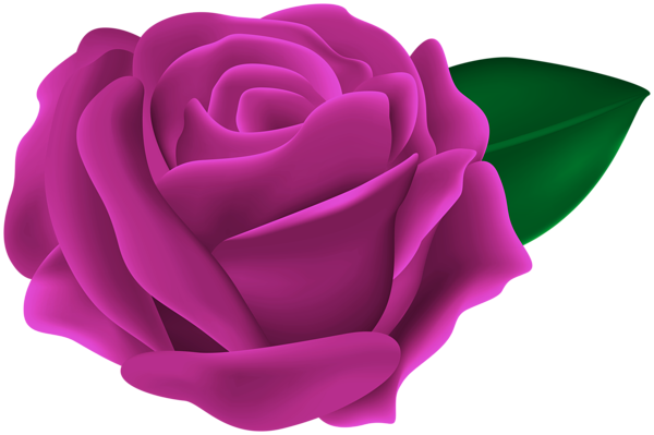 This png image - Transparent Dark Pink Rose PNG Clipart, is available for free download