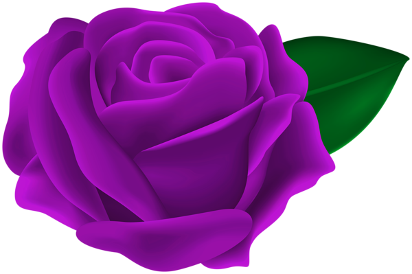 This png image - Transparent Purple Rose PNG Clipart, is available for free download