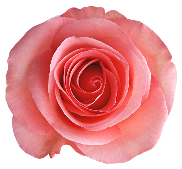 This png image - Transparent Rose PNG Picture, is available for free download