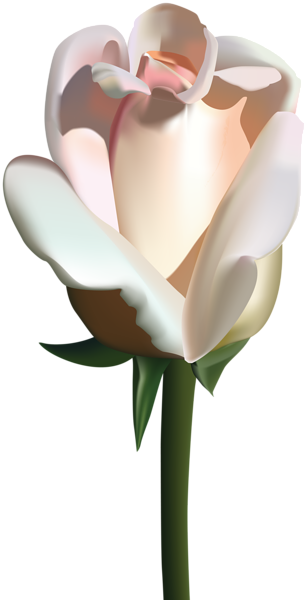 This png image - White Rose PNG Clip Art Image, is available for free download