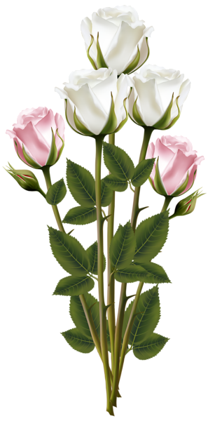 White and Pink Rose Bouquet Transparent PNG Clip Art Image ...