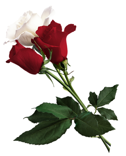 This png image - White and Red Roses PNG Picture, is available for free download