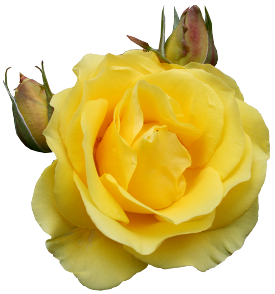 free clipart yellow roses - photo #50