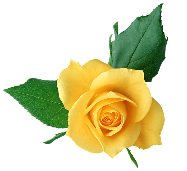 clipart rose jaune - photo #18