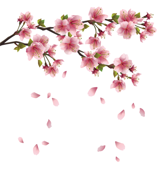 Beautiful Pink Spring Branch with Falling Petals PNG Clipart Gallery