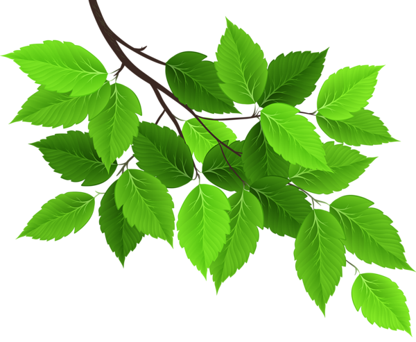 Branch with Green Leaves PNG Clip Art Image | Gallery Yopriceville