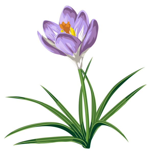 This png image - Crocus PNG Clipart Picture, is available for free download