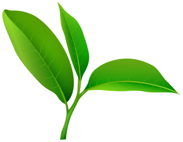 This png image - Green Plant PNG Clipart, is available for free download