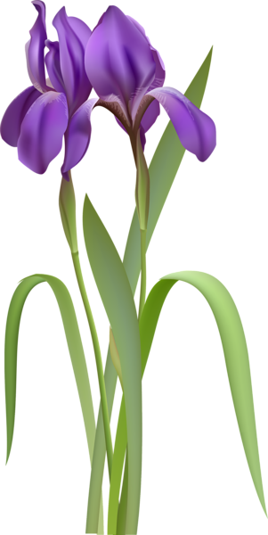 Iris Spring Flower PNG Clipart | Gallery Yopriceville - High-Quality